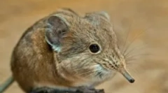 Earthowing - mouse cu nas lung